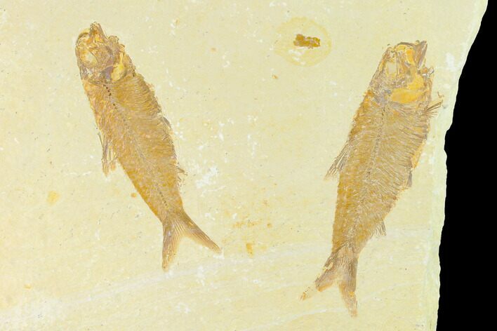 Two Fossil Fish (Knightia) - Wyoming #144201